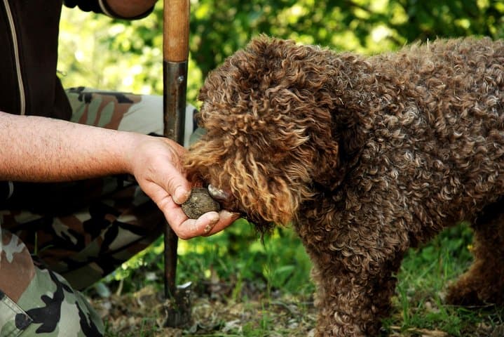 Tuscan Truffle Walk: Guided Truffle Hunt & Rustic Lunch near Florence photo 2