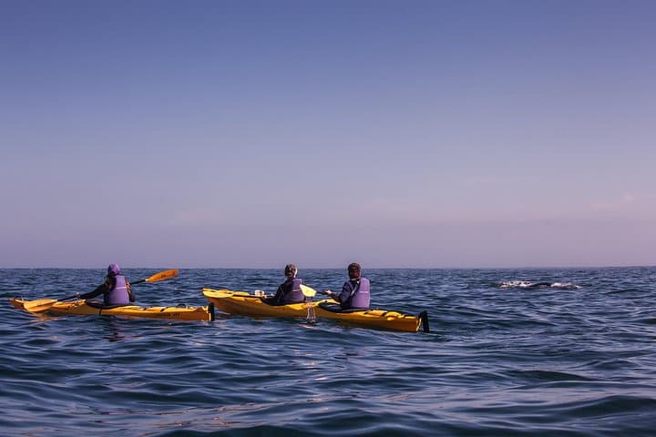 Sea Kayak Chapman's Peak & Karbonkelberg: Guided Hout Bay Ocean Paddle photo 6