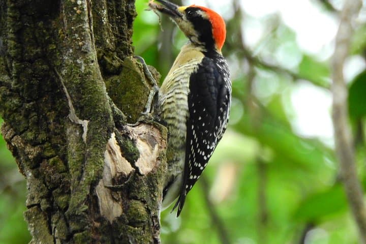 Gulf of Guayaquil Mangroves, Cerro del Muerto Hike & Cacao Farm Day Trip photo 5
