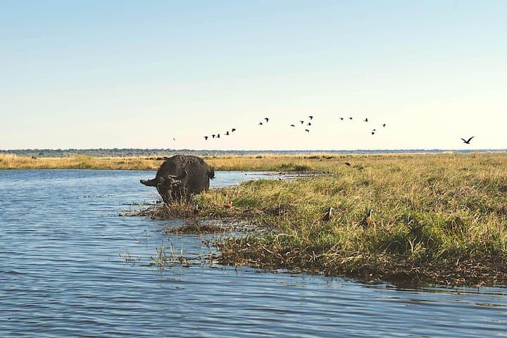 Chobe Day Game Safari from Kasane — Boat and Jeep Wildlife Experience photo 2