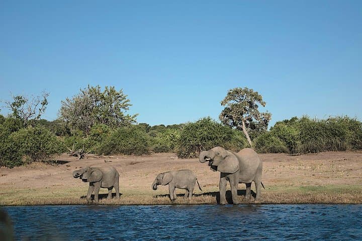 Chobe Day Game Safari from Kasane — Boat and Jeep Wildlife Experience photo 4