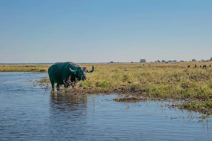 Chobe Day Game Safari from Kasane — Boat and Jeep Wildlife Experience photo 5