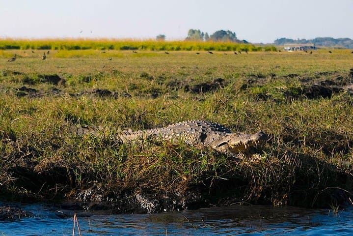 Chobe Day Game Safari from Kasane — Boat and Jeep Wildlife Experience photo 6