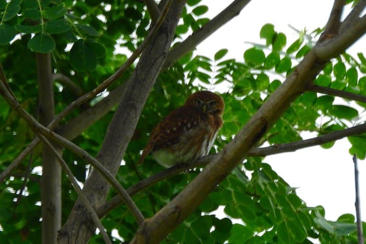 Gulf of Guayaquil Mangroves, Cerro del Muerto Hike & Cacao Farm Day Trip photo 6