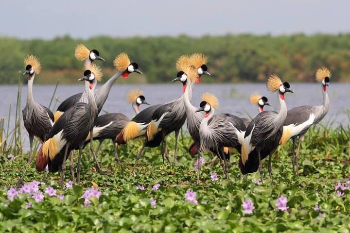 3-Day Private Safari to Murchison Falls National Park: Big Five, Boat Cruise & Chimp Tracking photo 2