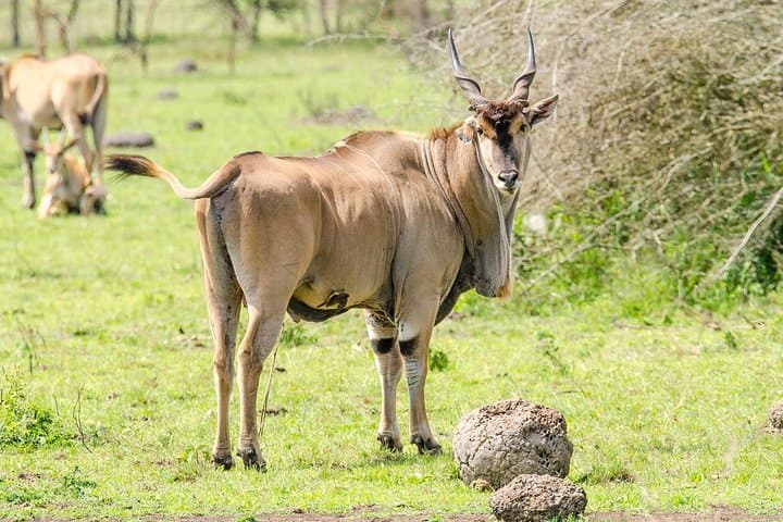 3-Day Murchison Falls Safari & Ziwa Rhino Sanctuary Trek photo 4