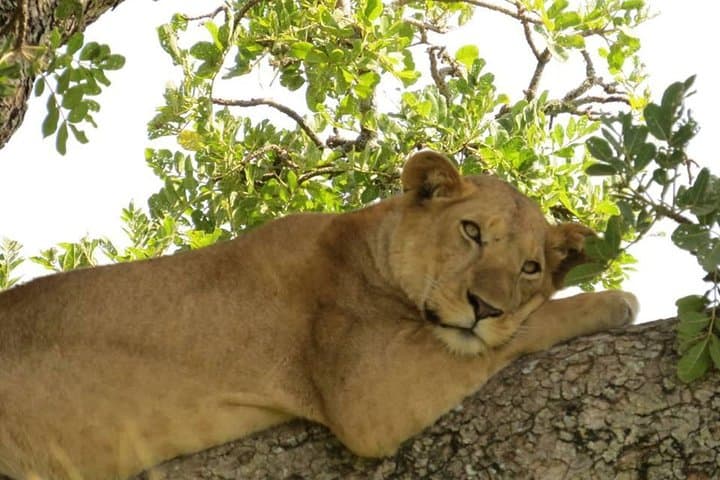 3-Day Murchison Falls Safari & Ziwa Rhino Sanctuary Trek photo 6