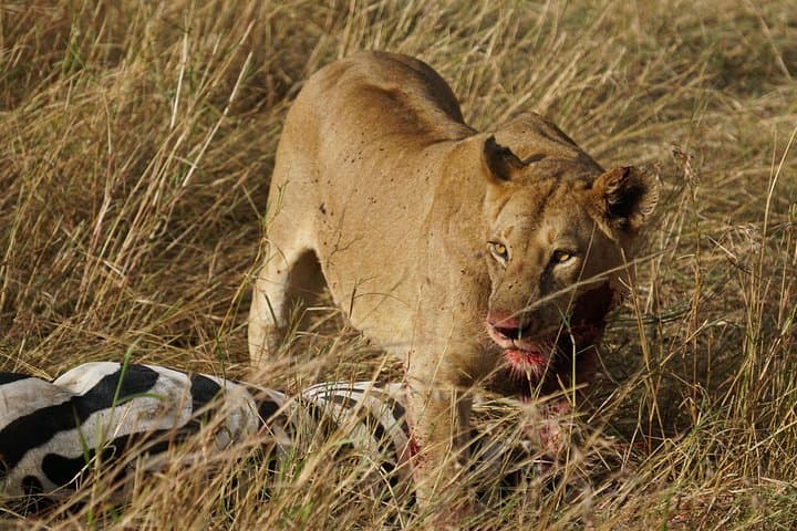 7-Day Mara River Migration Safari: Northern Serengeti & Ngorongoro photo 3
