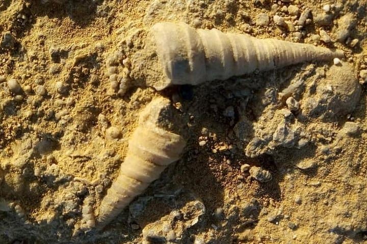 Paracas National Reserve Private Tour: Desert Cliffs, Coastal Wildlife & Local Fisheries photo 6