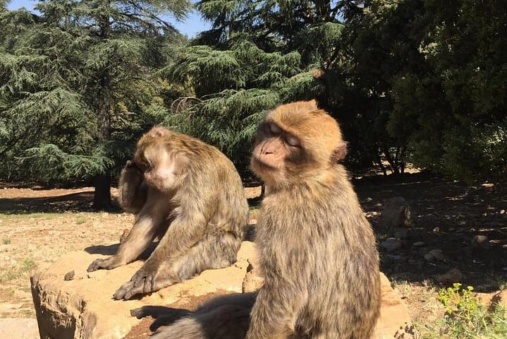 Middle Atlas Day Tour — Ifrane, Imouzzer & Azrou Cedar Forests photo 3