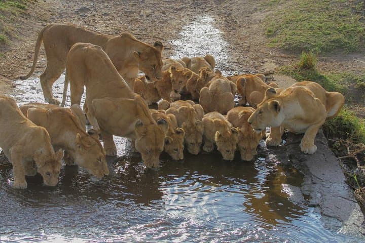 Southern Serengeti Calving Migration: 7-Day Ndutu Wildebeest Safari photo 2