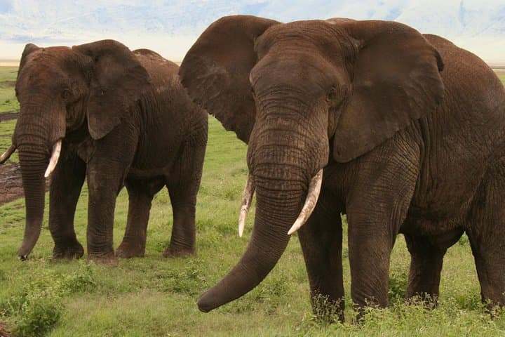 Southern Serengeti Calving Migration: 7-Day Ndutu Wildebeest Safari photo 3