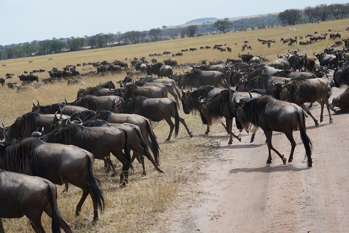 Southern Serengeti Calving Migration: 7-Day Ndutu Wildebeest Safari photo 4