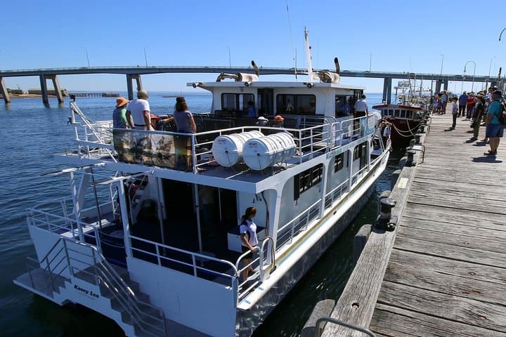 Dolphin and Whale Cruise — Phillip Island Cape Woolamai Marine Wildlife Tour photo 3