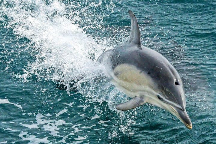 Dolphin and Whale Cruise — Phillip Island Cape Woolamai Marine Wildlife Tour photo 4