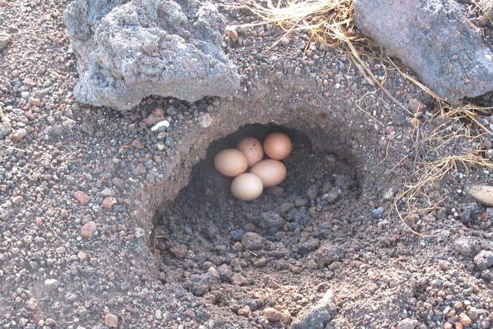 Mount Batur Sunrise Trek: Summit Hike, Volcanic Views & Steam-Cooked Breakfast photo 4
