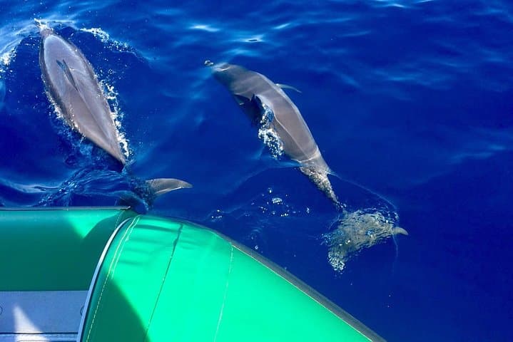 West Maui Snorkel Tour from Ka'anapali — Turtles, Reefs & Dolphin Sightings photo 3