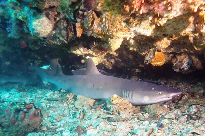 Padang Bai Scuba Diving: East Bali Boat Dives for Certified Divers photo 4