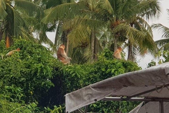 Sky-Mirror Sunset Cruise: Proboscis Monkeys, Mangroves & Fireflies near Kota Kinabalu photo 4