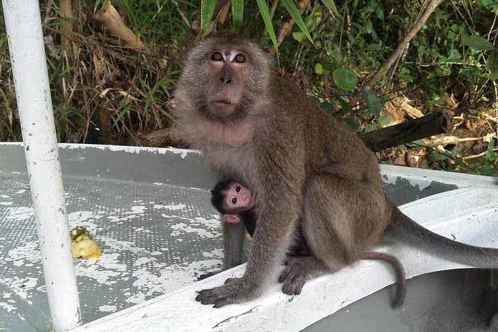 Sky-Mirror Sunset Cruise: Proboscis Monkeys, Mangroves & Fireflies near Kota Kinabalu photo 6