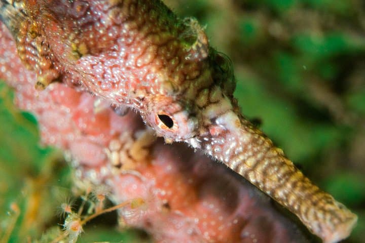 Rottnest Island Day Dives: Guided Scuba from Fremantle for Certified Divers photo 4