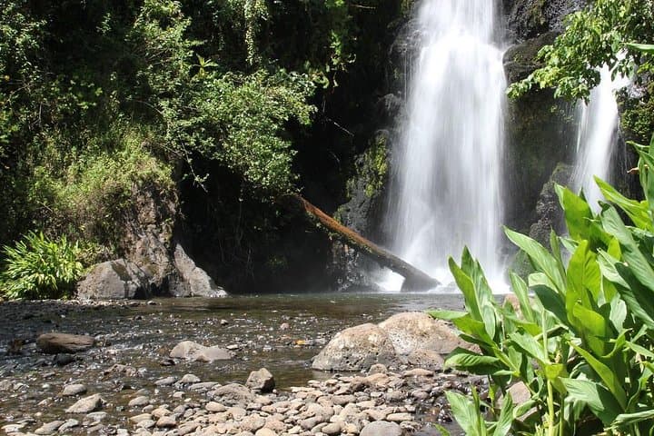 Mount Kilimanjaro Day Hike: Marangu Gate to Mandara Hut Sneak Peek photo 4