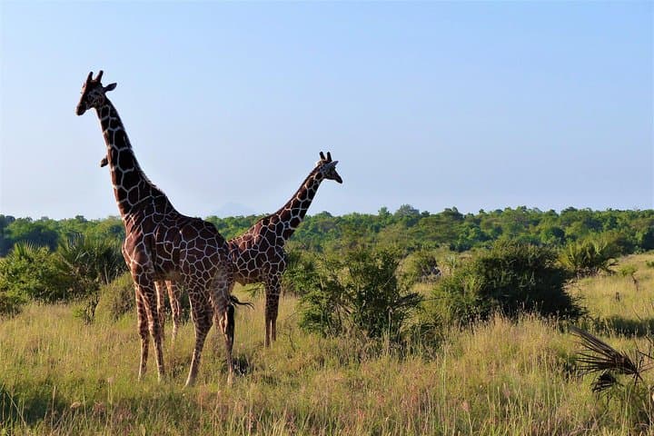 5-Day Selous and Mikumi Safari from Dar es Salaam or Zanzibar photo 1