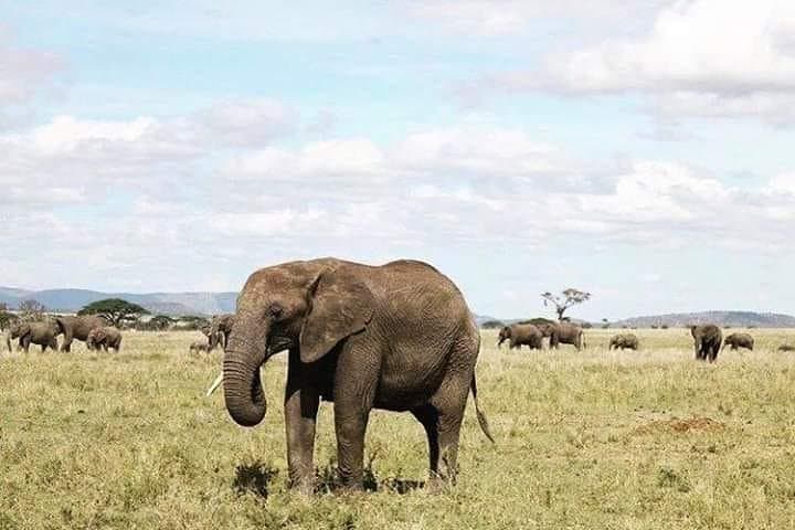 5-Day Selous and Mikumi Safari from Dar es Salaam or Zanzibar photo 2