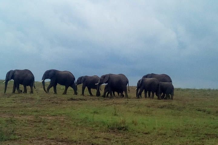 5-Day Selous and Mikumi Safari from Dar es Salaam or Zanzibar photo 3