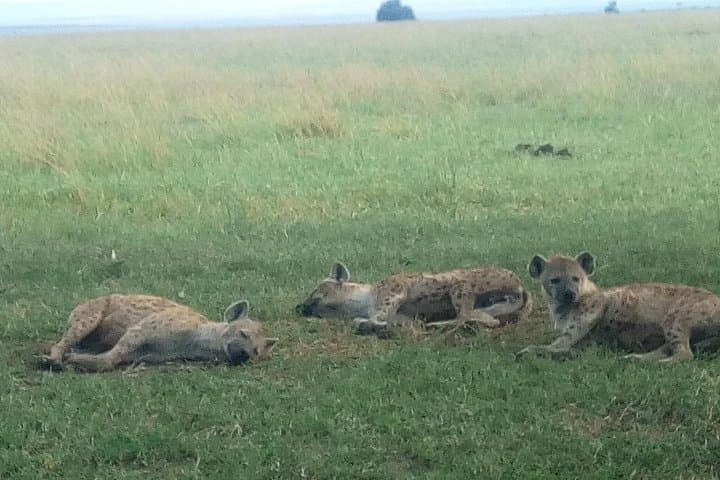 5-Day Selous and Mikumi Safari from Dar es Salaam or Zanzibar photo 4