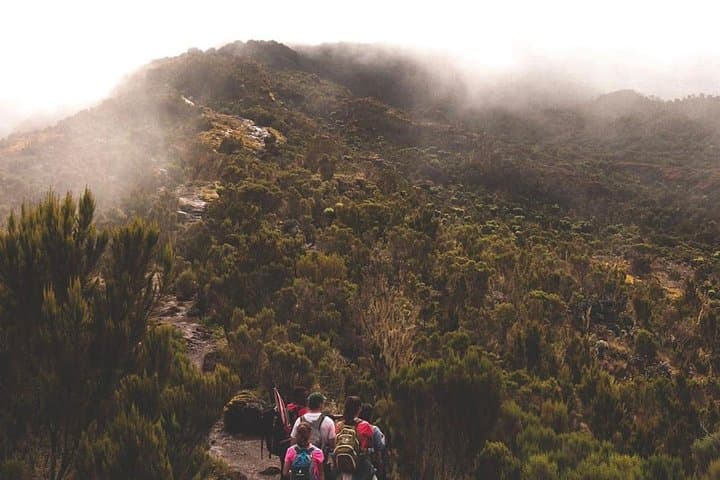 7-Day Lemosho Route Guide — Smart 7-Day Kilimanjaro Ascent via Lemosho