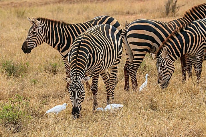 Tsavo East 2-Day Safari: Big Five Game Drives & Overnight Camping