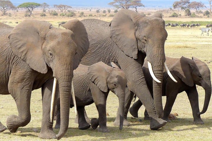 Tsavo East 2-Day Safari: Big Five Game Drives & Overnight Camping photo 2