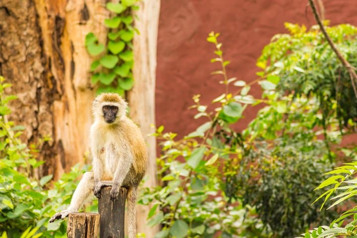 Tsavo East 2-Day Safari: Big Five Game Drives & Overnight Camping photo 3