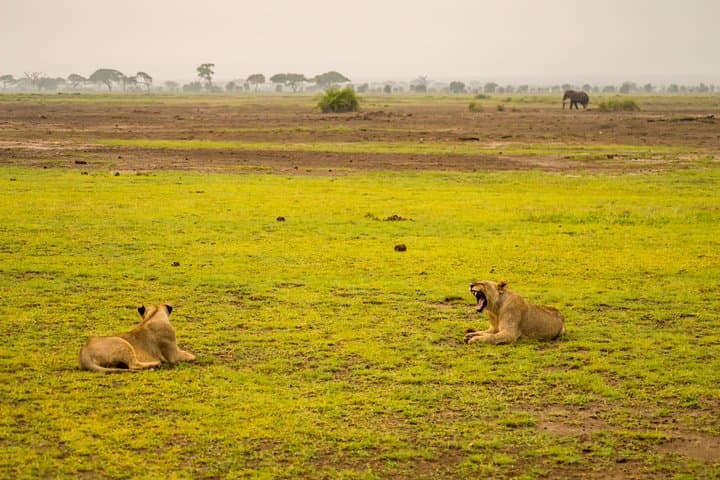 Tsavo East 2-Day Safari: Big Five Game Drives & Overnight Camping photo 4