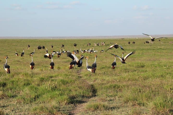Tsavo East 2-Day Safari: Big Five Game Drives & Overnight Camping photo 6