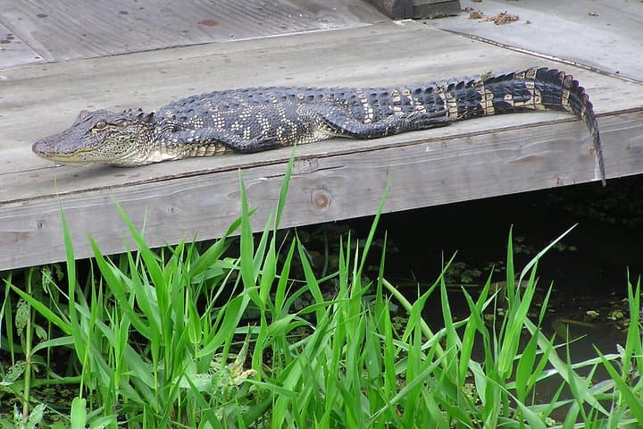 New Orleans Airboat Swamp and Plantation Tour with Gourmet Lunch photo 5