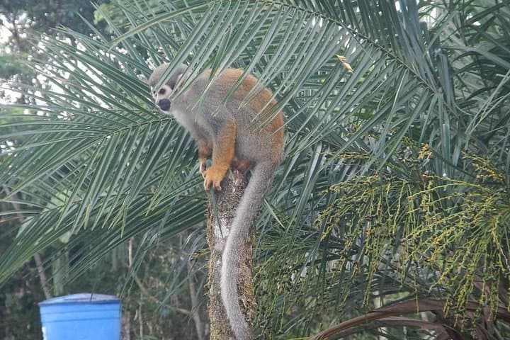 Day in the Amazon from Baños: Indichuris Jungle Cultural & Waterfall Tour photo 4