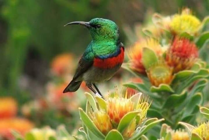 Kirstenbosch Gardens: Cape Town Guide to the Canopy Walk and Fynbos Trails