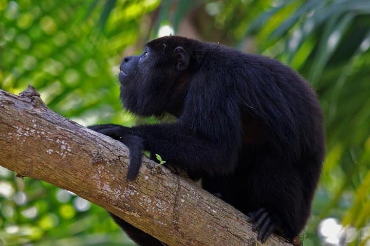 Altun Ha & Howler Monkey Adventure: Private Day Trip from Belize City photo 2