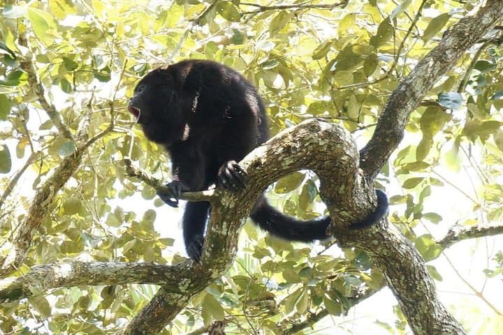 Altun Ha & Howler Monkey Adventure: Private Day Trip from Belize City photo 4