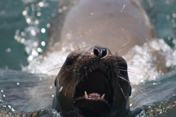 Swim with Sea Lions off Callao: Half-Day Boat Trip from Lima