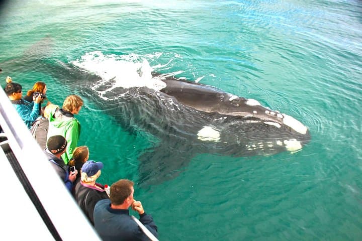 Augusta Whale Watching Eco Tour — Humpback & Southern Right Whale Cruises photo 2