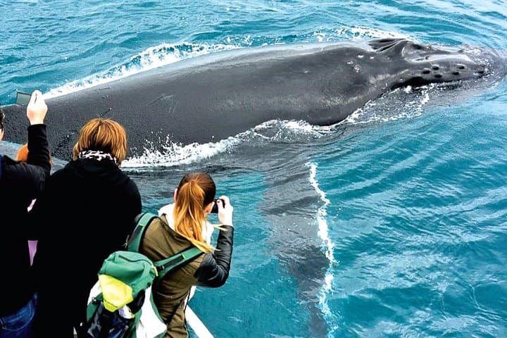 Augusta Whale Watching Eco Tour — Humpback & Southern Right Whale Cruises photo 5