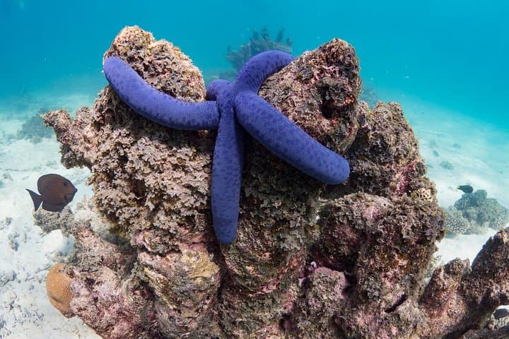 Ningaloo Reef Full-Day Snorkel and Wildlife Adventure from Exmouth photo 6