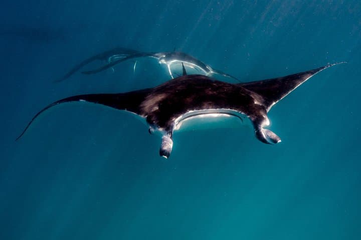 Ningaloo Reef Full-Day Snorkel and Wildlife Adventure from Exmouth photo 3