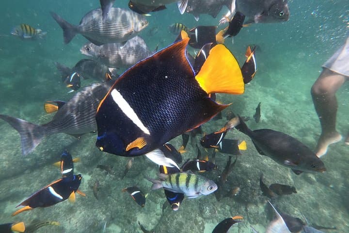 Full-Day Banderas Bay Adventure: Snorkel, Hike & Waterfalls from Mismaloya photo 1