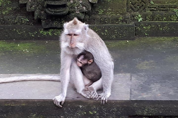 Ubud Monkey Forest and Waterfall Private Day Trip — Monkeys, Temples & Ubud Art Villages