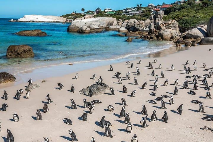 Robben Island & Cape Peninsula Penguin Tour: Nelson Mandela Gateway Day Trip photo 5