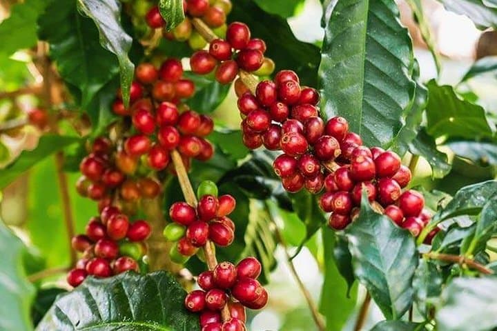 Materuni Waterfalls & Coffee Tour from Moshi — Hike, Swim & Chagga Coffee photo 3